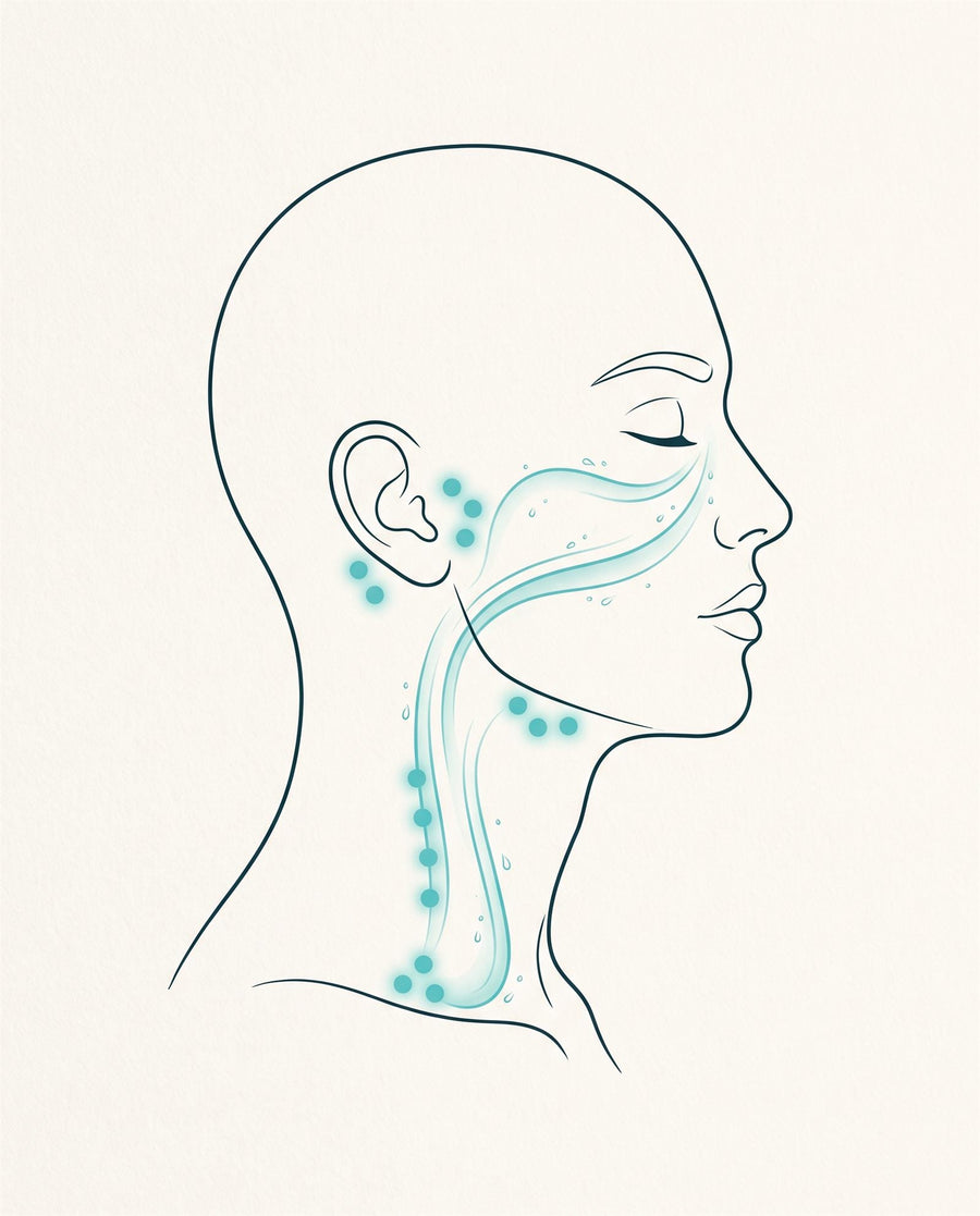 Drawing of a head from the side, with lymph nodes in front of the ear, under the jaw and down the side of the neck, and a flow line running from the cheek down to the collarbone